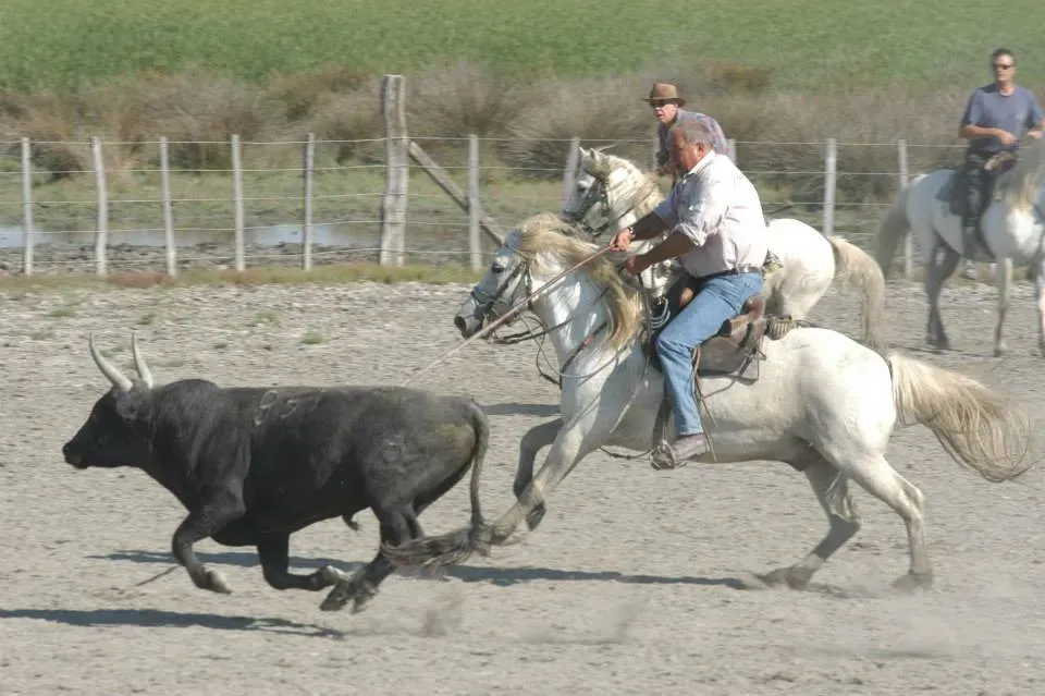 taureau
